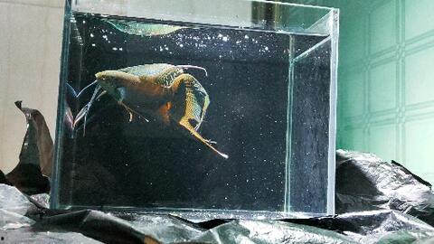 国产黑叉尾斗鱼视频直播,探寻水中精灵的美丽与魅力