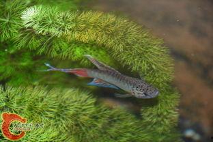 国产黑叉尾斗鱼视频直播,探寻水中精灵的美丽与魅力