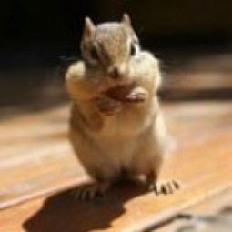 国产老鼠视频大全,萌鼠乐园，欢乐无限