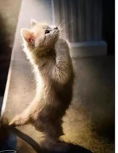 狗片小视频在线观看国产,狗片小视频，带你领略国产动画魅力