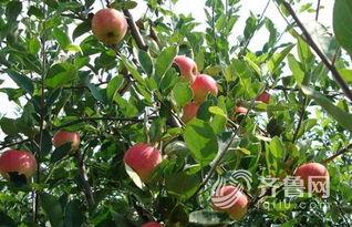 国产收果树视频,揭秘我国果树种植新篇章