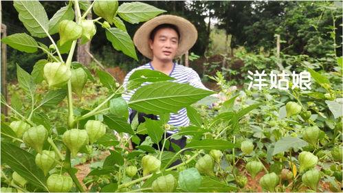 国产收果树视频,揭秘我国果树种植新篇章