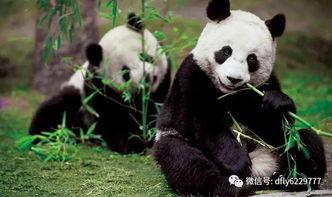 国产熊猫甜菜玉视频  第2张