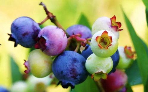 国产山竹品种视频,探寻本土美味新选择