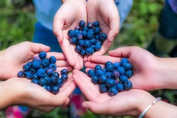 国产蓝莓怎么采摘视频,视频详解