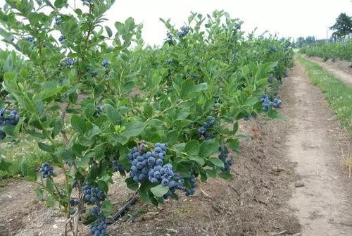 国产蓝莓怎么采摘视频,视频详解  第2张